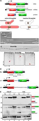 Establishing Polycistronic Expression in the Model Microorganism Ustilago maydis